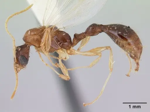 Paratopula macta - CASENT0178562