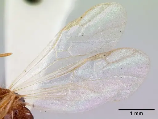 Paratopula macta - CASENT0178562