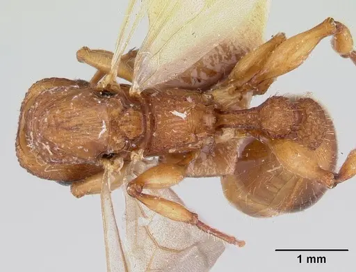 Paratopula macta - CASENT0178563