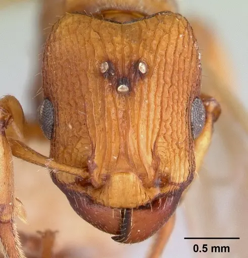 Paratopula macta - CASENT0178563