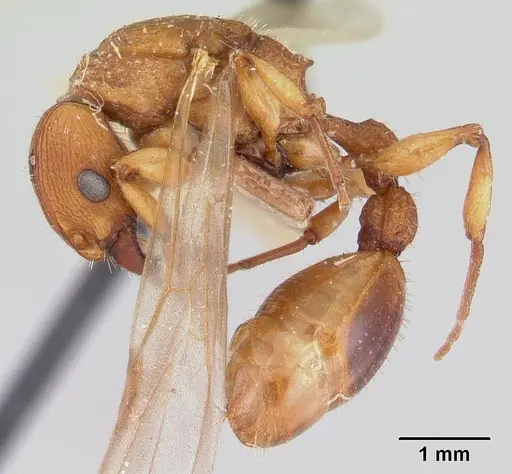 Paratopula macta - CASENT0178563