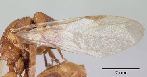 Paratopula macta - CASENT0178563