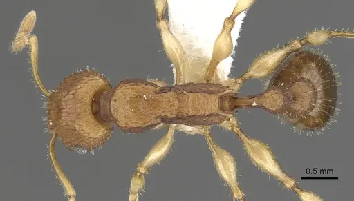 Paratopula macta - CASENT0901740