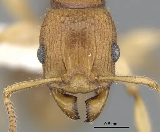 Paratopula macta - CASENT0901740