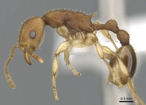 Paratopula macta - CASENT0901740