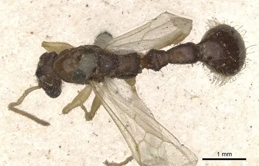 Paratopula oculata specimen