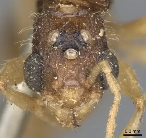 Paratopula oculata specimen