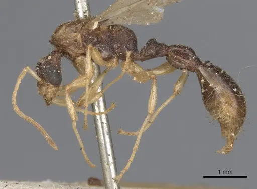Paratopula oculata specimen