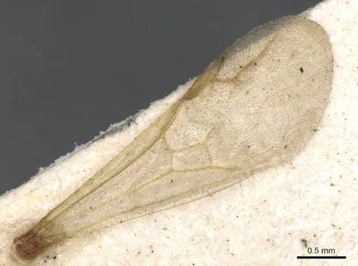 Paratopula oculata - CASENT0901348