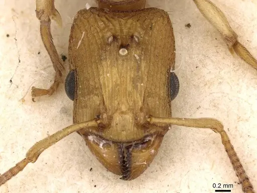 Paratopula oculata - CASENT0914168