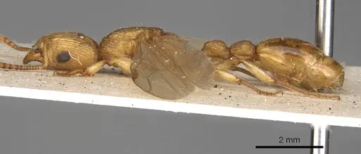 Paratopula oculata - CASENT0914168