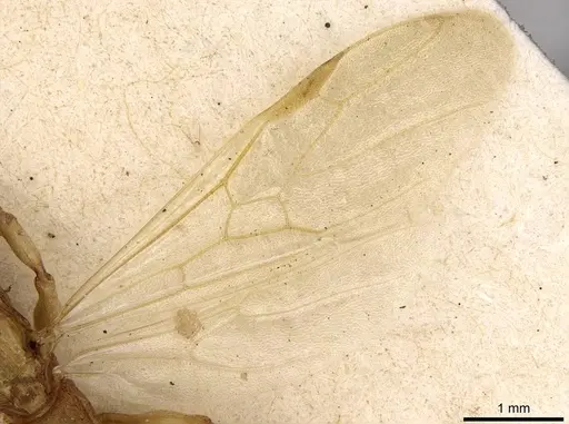 Paratopula oculata - CASENT0914168