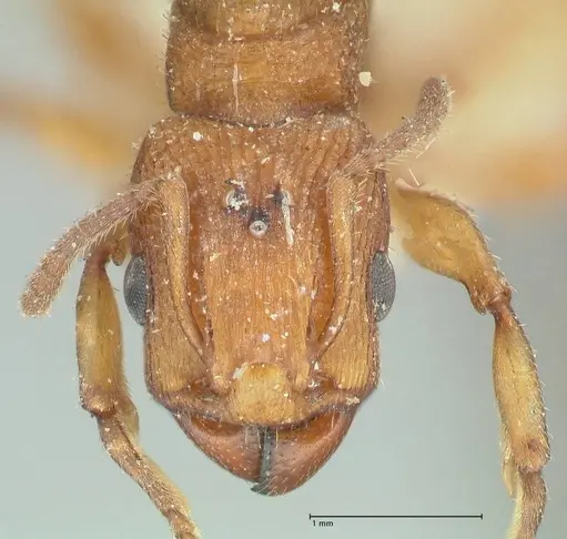 Paratopula sumatrensis specimen