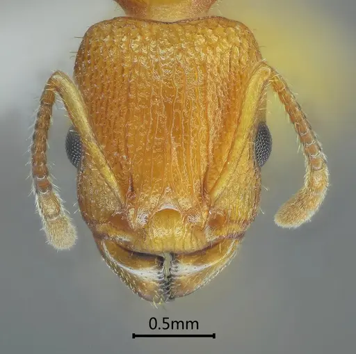Paratopula zhengi specimen