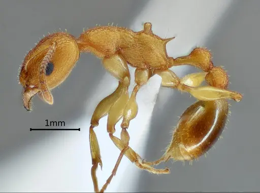 Paratopula zhengi specimen