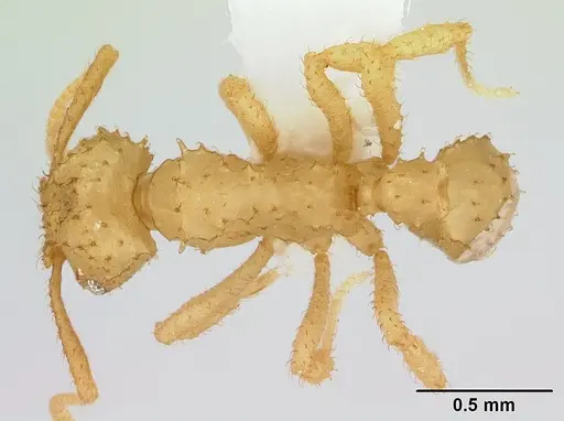 Paratrachymyrmex bugnioni specimen