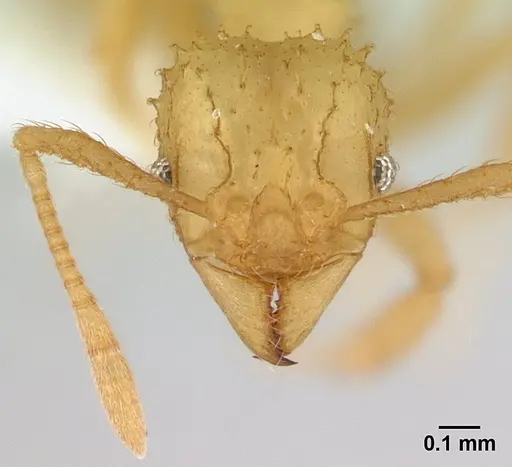 Paratrachymyrmex bugnioni specimen