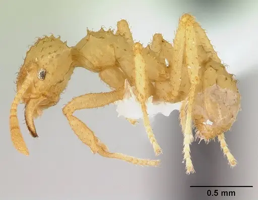 Paratrachymyrmex bugnioni specimen