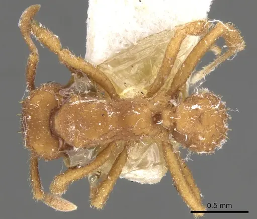 Paratrachymyrmex bugnioni - CASENT0901694