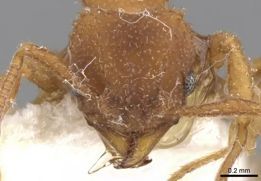 Paratrachymyrmex bugnioni - CASENT0901694