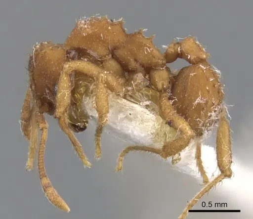 Paratrachymyrmex bugnioni - CASENT0901694