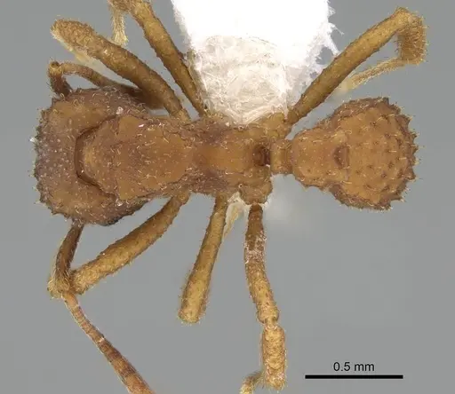 Paratrachymyrmex bugnioni - CASENT0919968