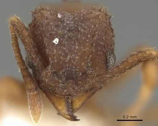 Paratrachymyrmex bugnioni - CASENT0919968