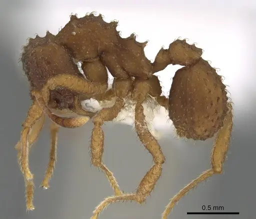 Paratrachymyrmex bugnioni - CASENT0919968