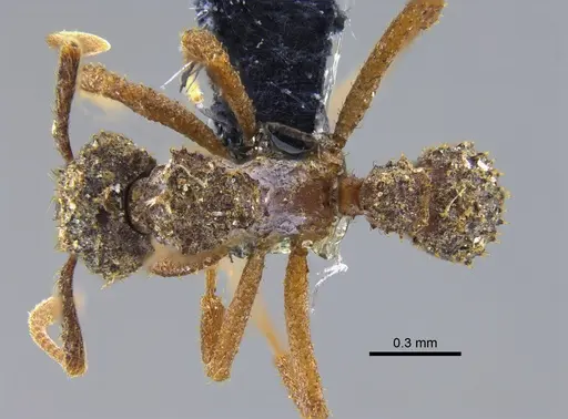 Paratrachymyrmex bugnioni - CBUMAGENT34600