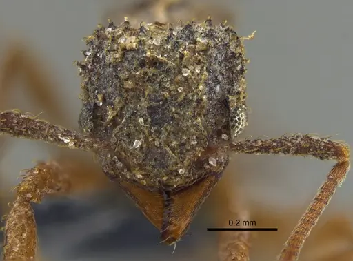 Paratrachymyrmex bugnioni - CBUMAGENT34600