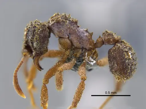 Paratrachymyrmex bugnioni - CBUMAGENT34600