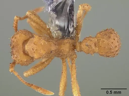 Paratrachymyrmex bugnioni - USNMENT00445762