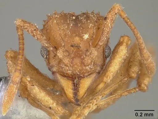 Paratrachymyrmex bugnioni - USNMENT00445762