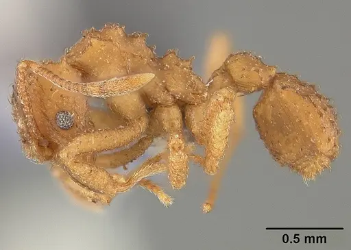 Paratrachymyrmex bugnioni - USNMENT00445762