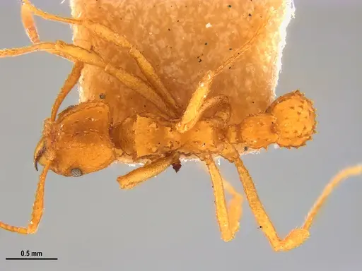 Paratrachymyrmex levis specimen