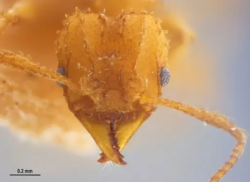 Paratrachymyrmex levis specimen