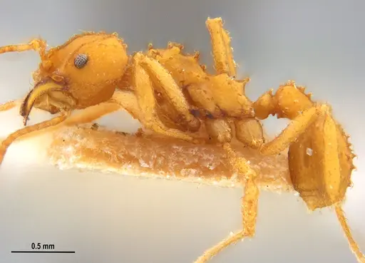 Paratrachymyrmex levis specimen