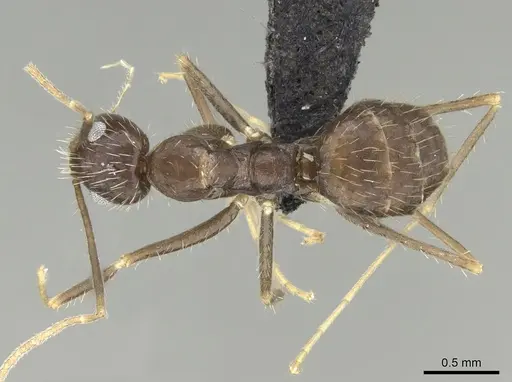 Paratrechina ankarana specimen