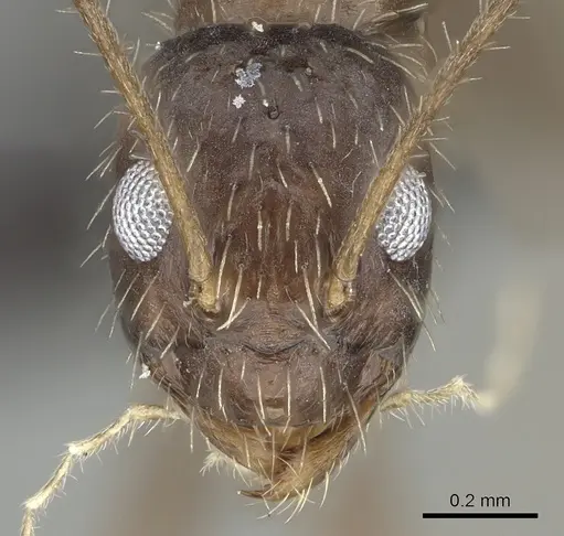 Paratrechina ankarana specimen