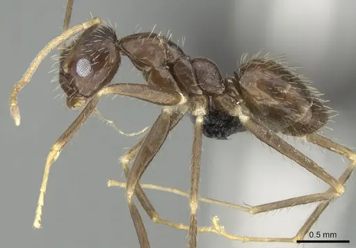 Paratrechina ankarana specimen