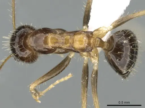 Paratrechina antsingy specimen