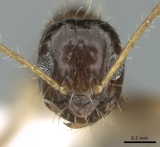 Paratrechina antsingy specimen