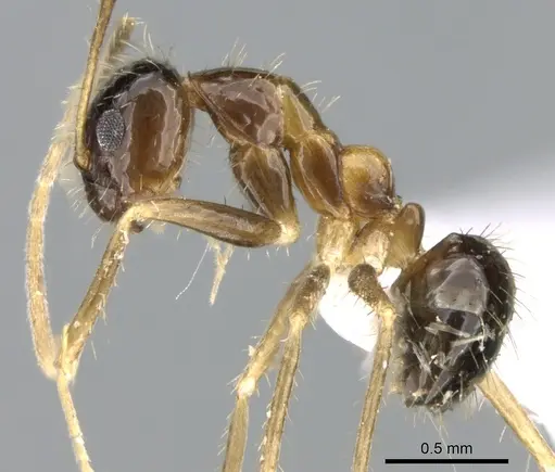 Paratrechina antsingy specimen