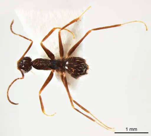 Paratrechina longicornis specimen