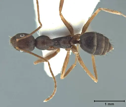 Paratrechina umbra specimen