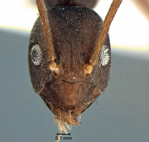 Paratrechina umbra specimen