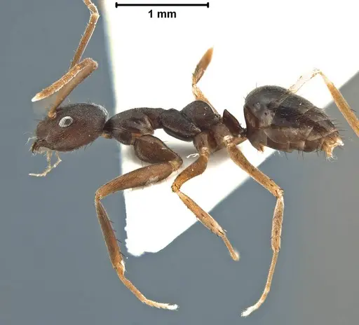 Paratrechina umbra specimen