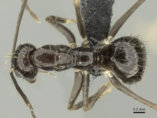 Paratrechina zanjensis specimen