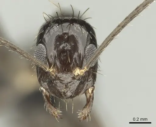 Paratrechina zanjensis specimen