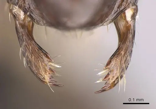 Paratrechina zanjensis specimen